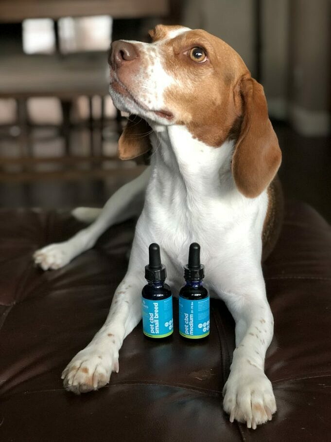 CBD-Öl Für Beagles: Wie CBD Die Gesundheit Ihrer Beagles Verbessert
