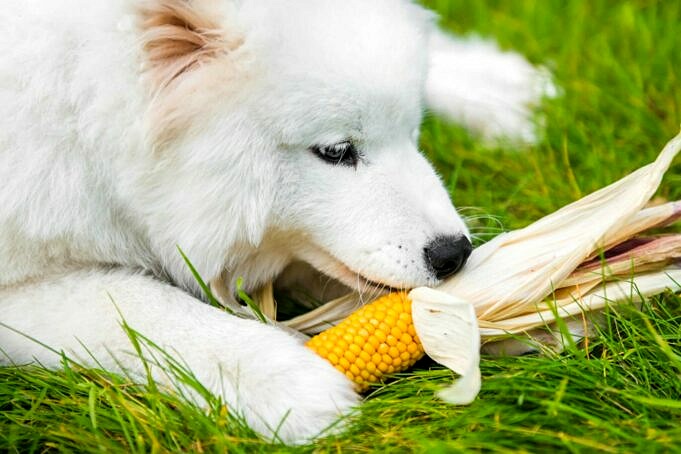 Dürfen Hunde Maisbrot Essen?