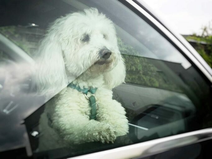 Natürliches Heilmittel Für Hundekrankheit Im Auto