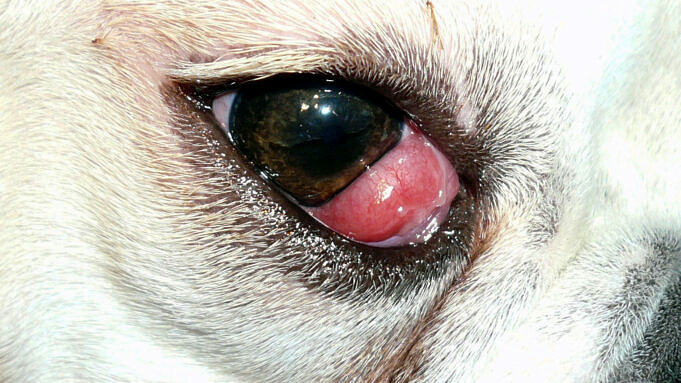 Was Verursacht Ringelflechte Bei Hunden? Ursachen, Symptome Und Behandlung