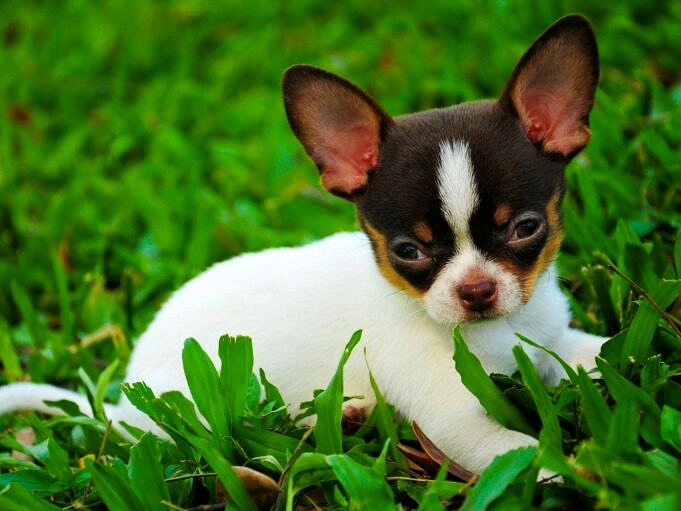 Wie Lange Leben Chihuahuas? Die Kleinste Hunderasse Der Welt